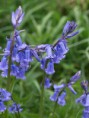 /album/my-local-birding-gallery/bluebells-1-jpg/